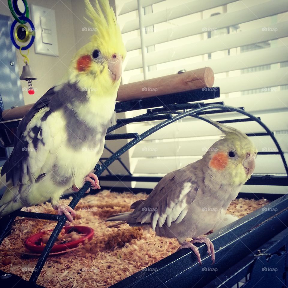 Cockatiel pair on cage perch