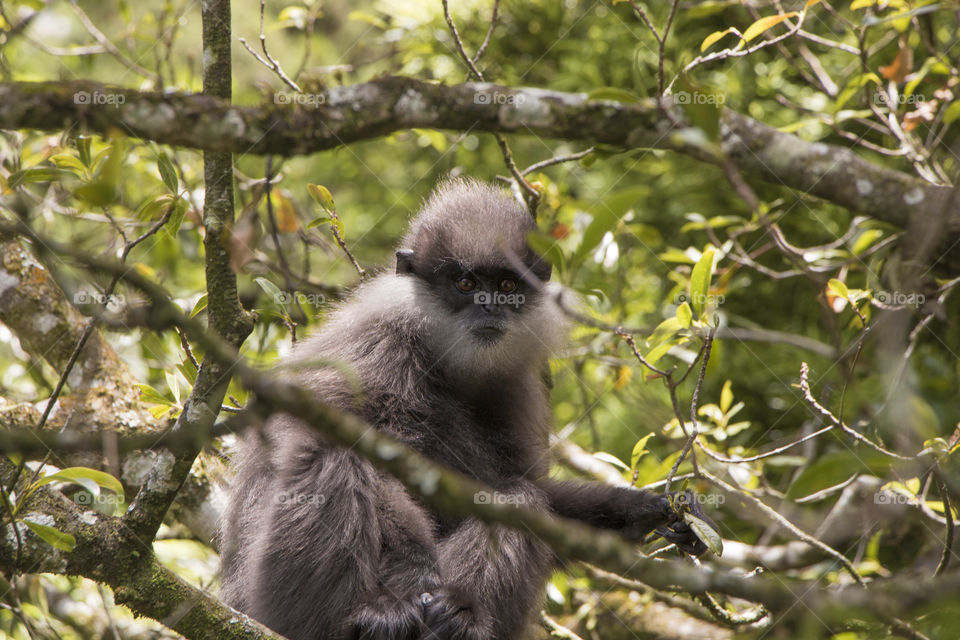 botanical garden, nuwara eliya sri lanka