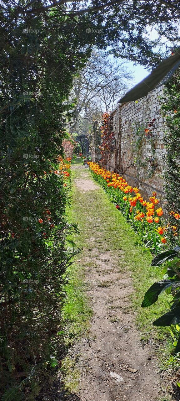 tulip path