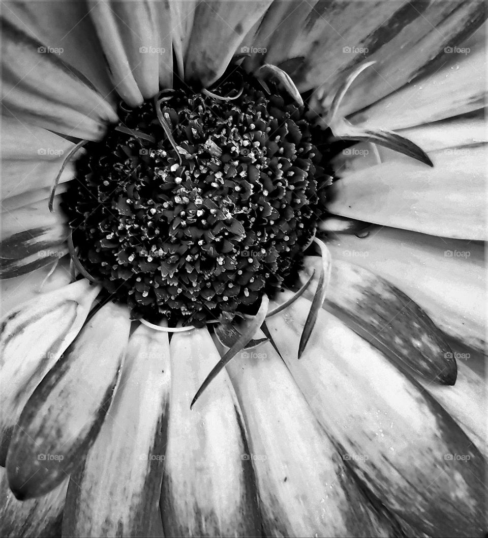 black and white flower