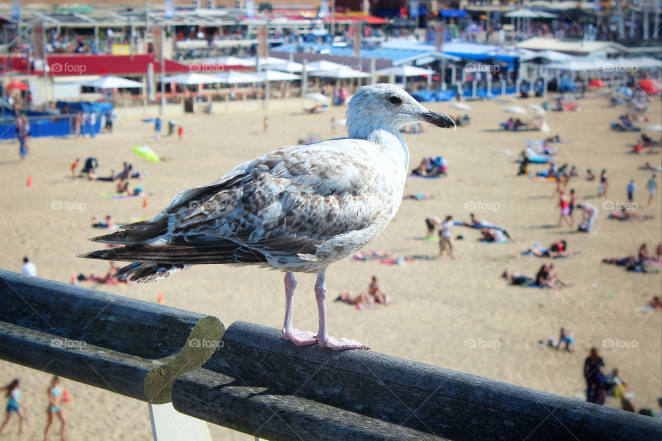 Bird at the Pier