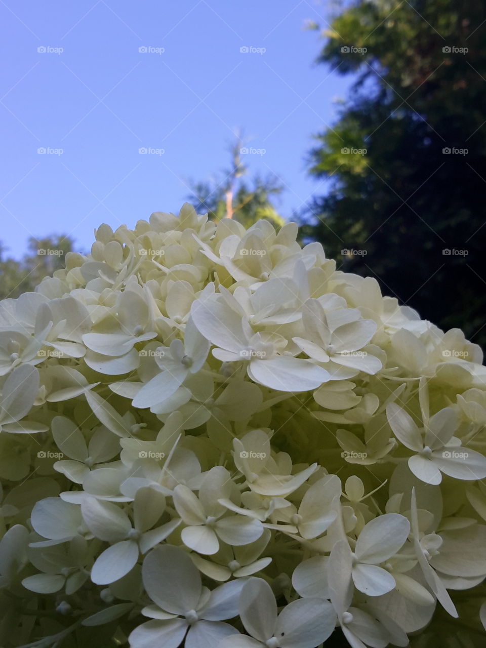 Blue sky and white flowers