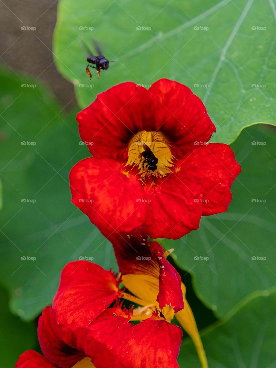 abelha polinizando flor.