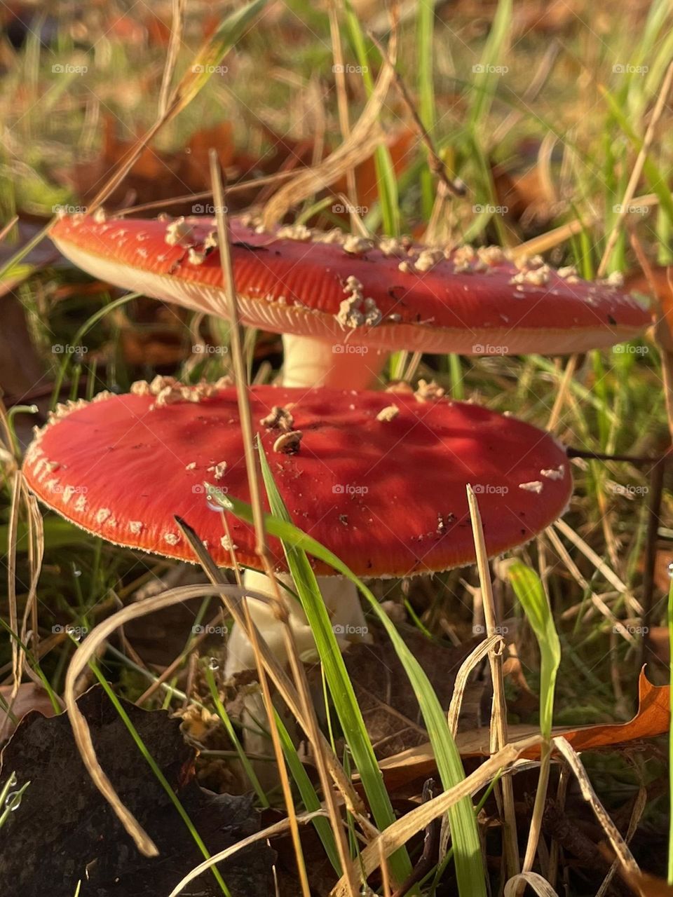 Fly agaric