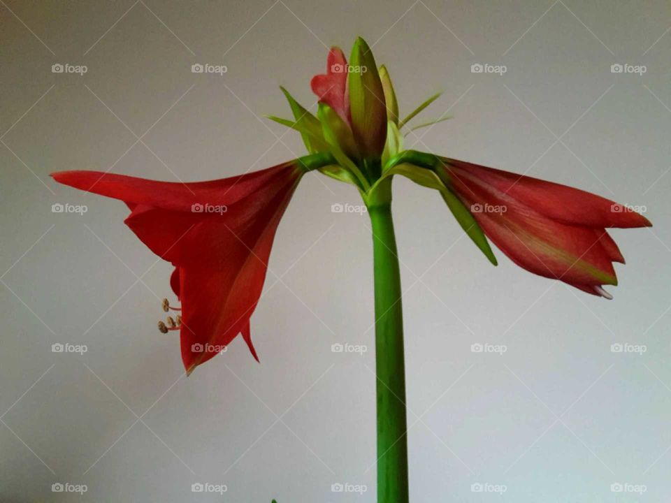 red amaryllis blossom