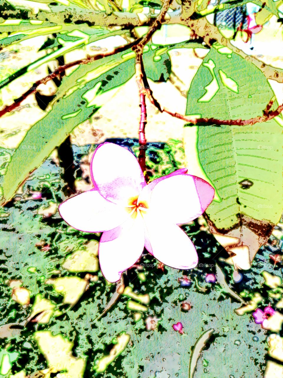 Crayon drawing of a pale pink Frangipani flower on tree