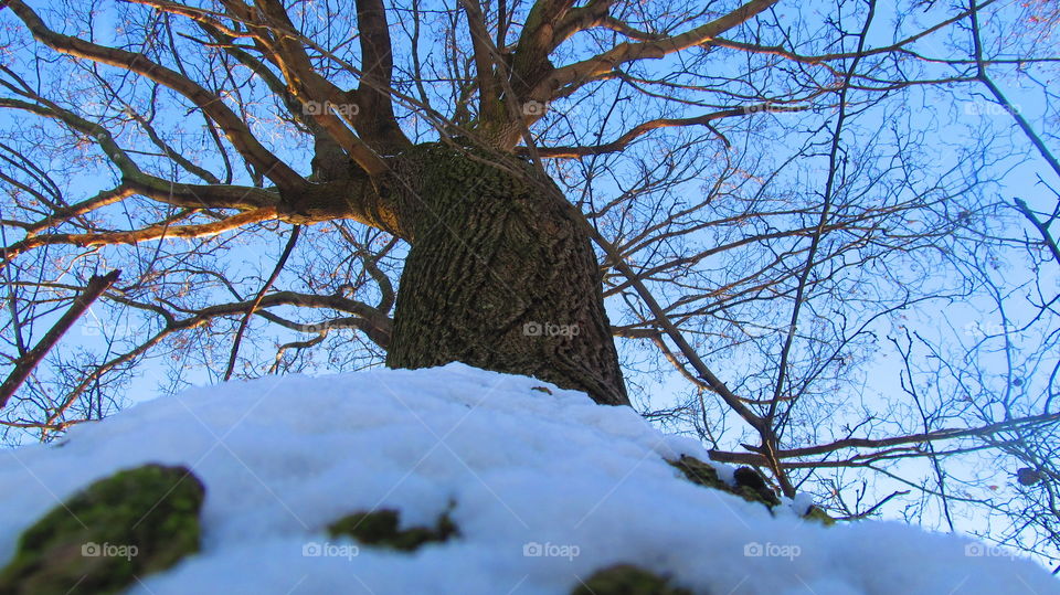 Winter, Tree and Sky