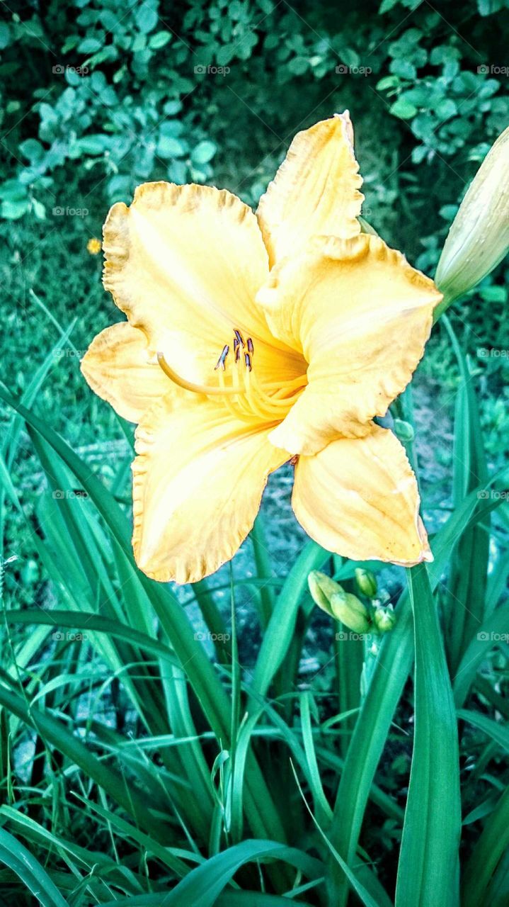 Super Size Yellow Day Lily