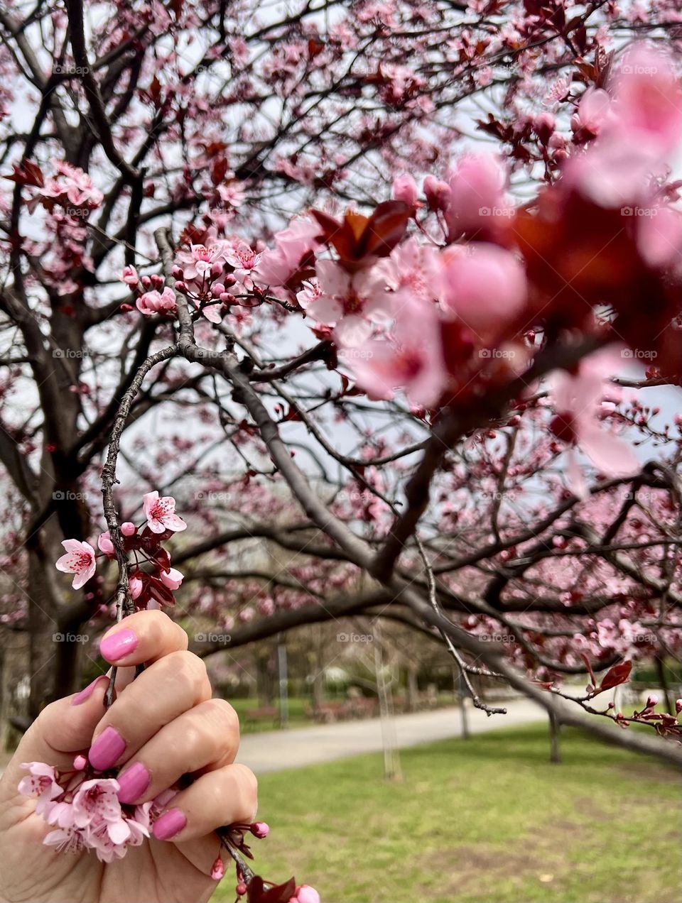 Beautiful pink blossom flowers 