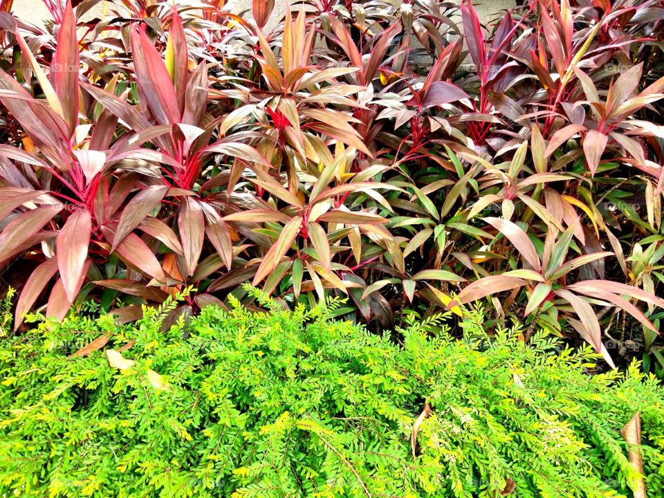 different tree, different colors.