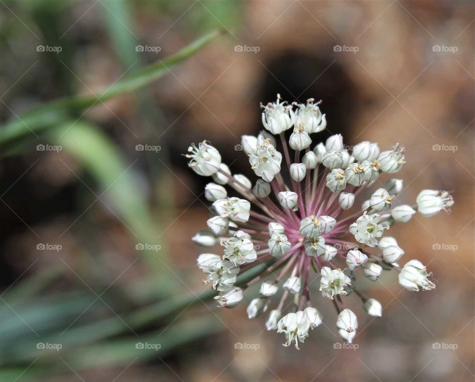 leek blossom