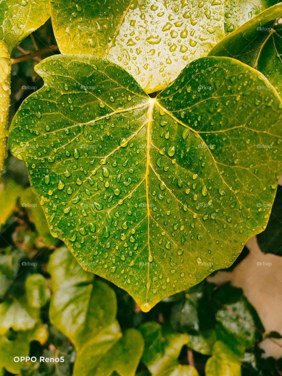 Nature is beautiful with rain
