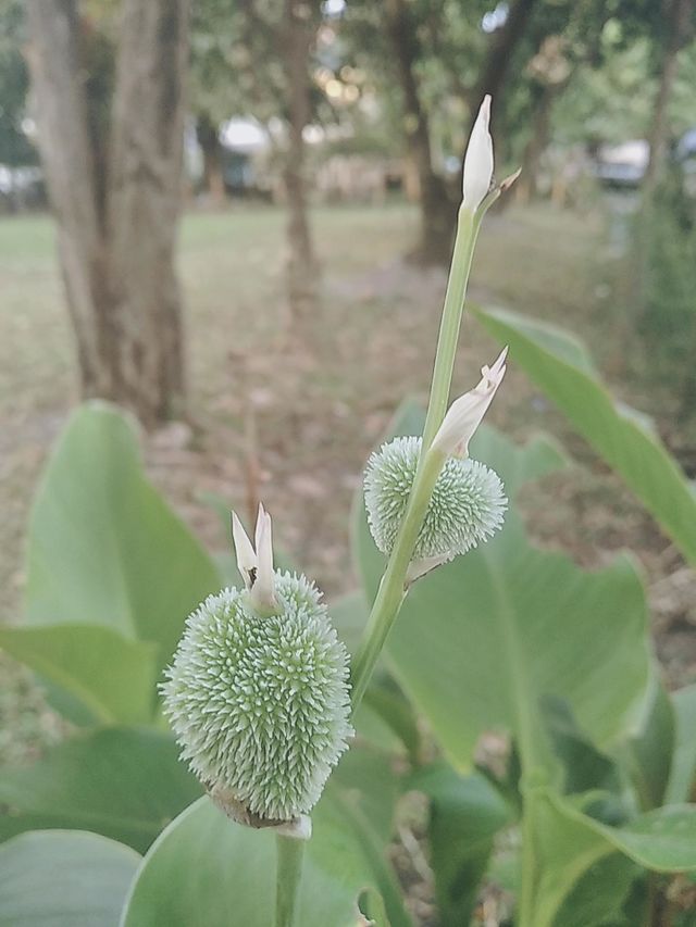White plants