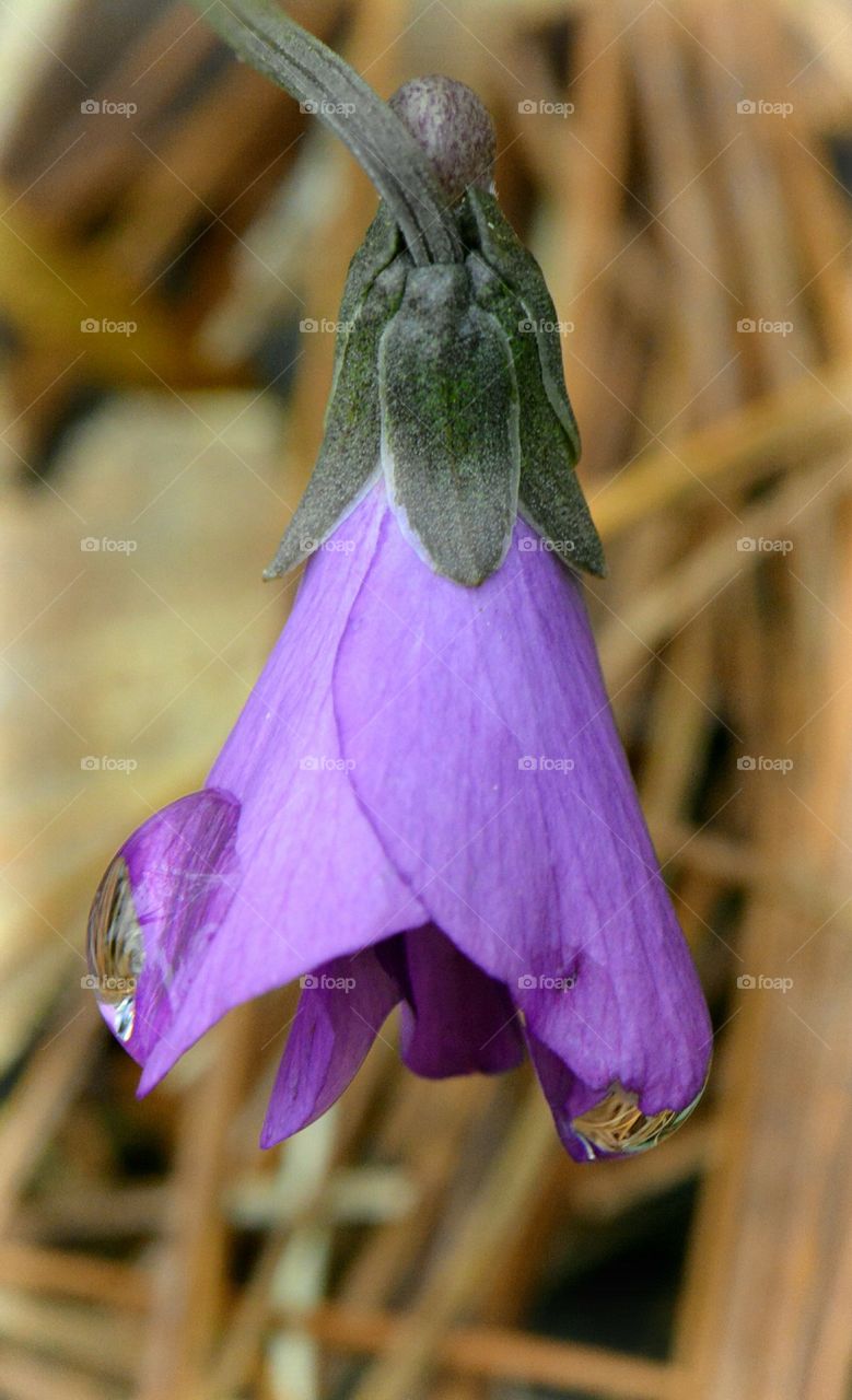 raindrop on wild violet