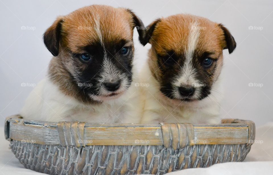 Puppies. Two cute puppies in a basket