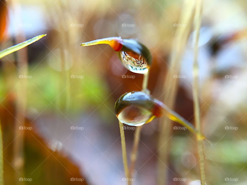 Forest floor