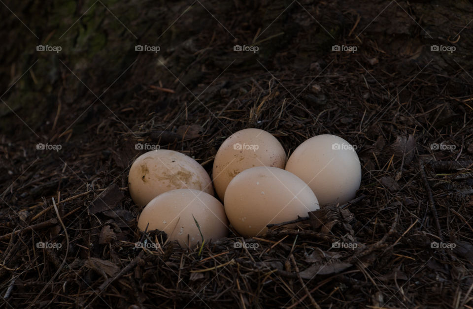 chicken eggs on nest