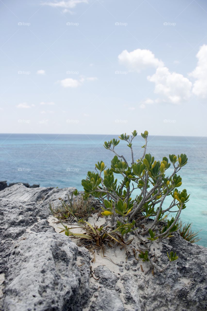 Bermuda Beach Plant. Portrait. Taken May 2014.