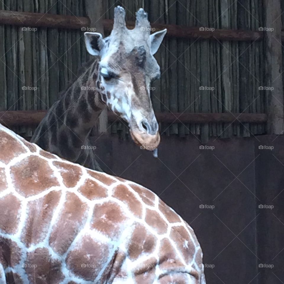 Giraffe sticking out tongue
