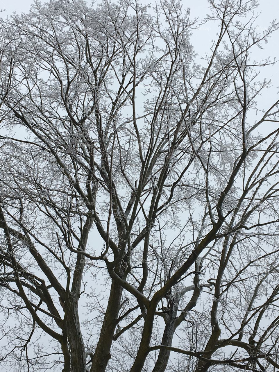 Freezing rain- Crystal tree