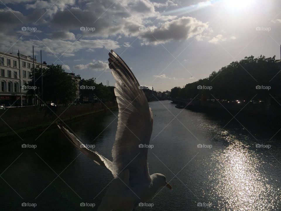 Seagull on bridge in Dublin