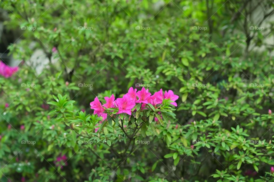 Beautiful vibrant colour flowers in bloom. It's spring season.