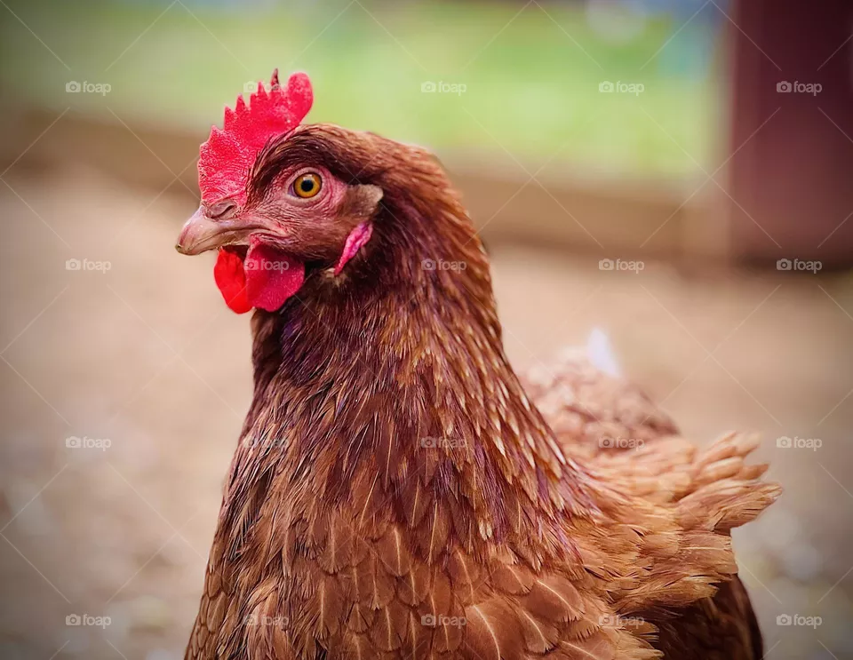 Rooster 