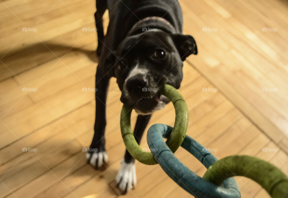 Dog pulling toy playing tug of war selective focus 