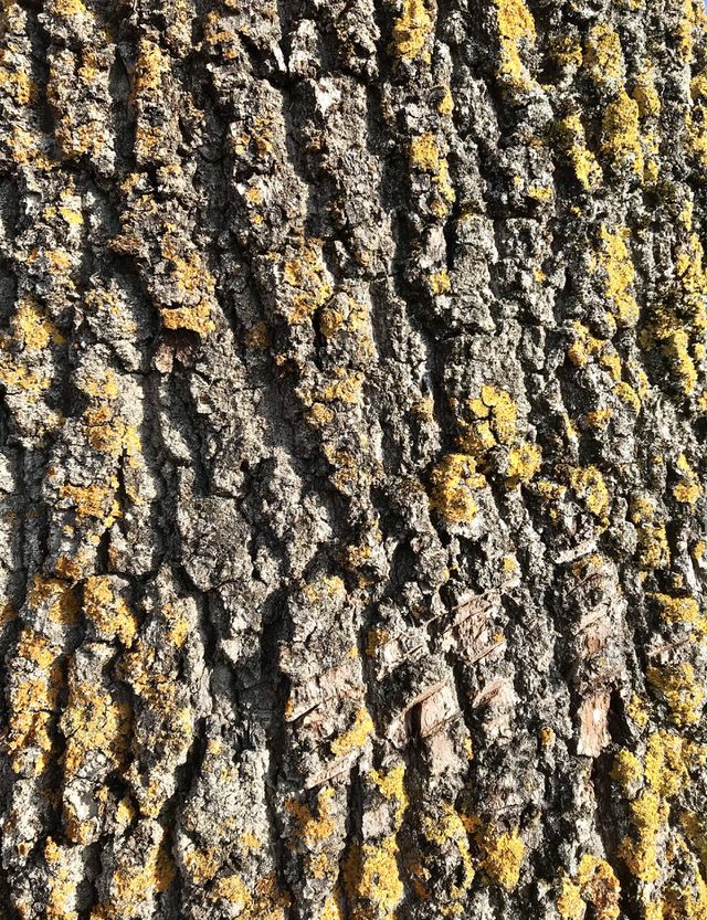 Old tree