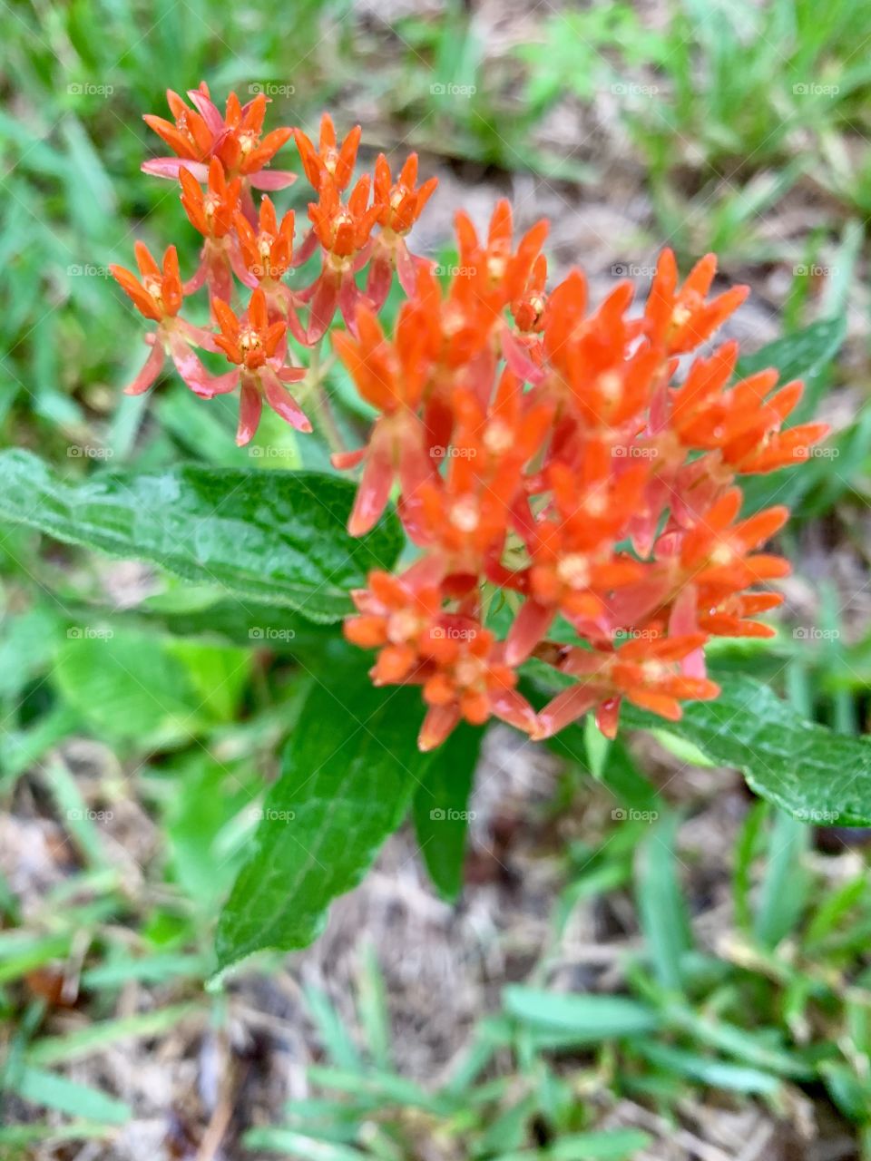 Florida flower