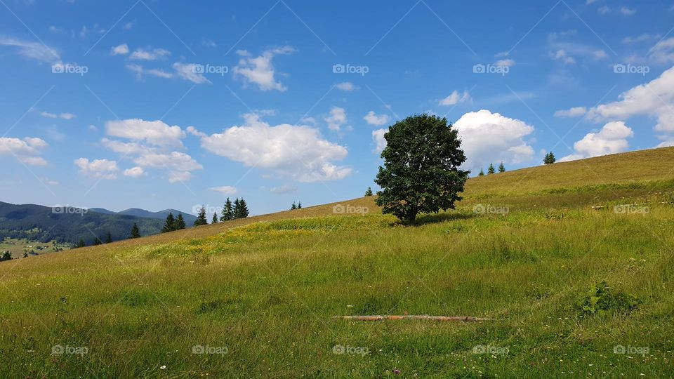 A big tree on a hill