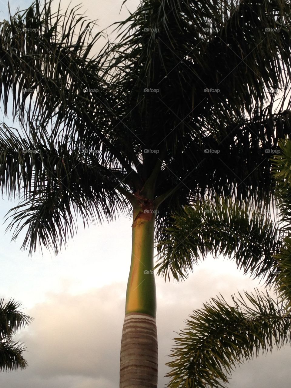 Florida
Palm