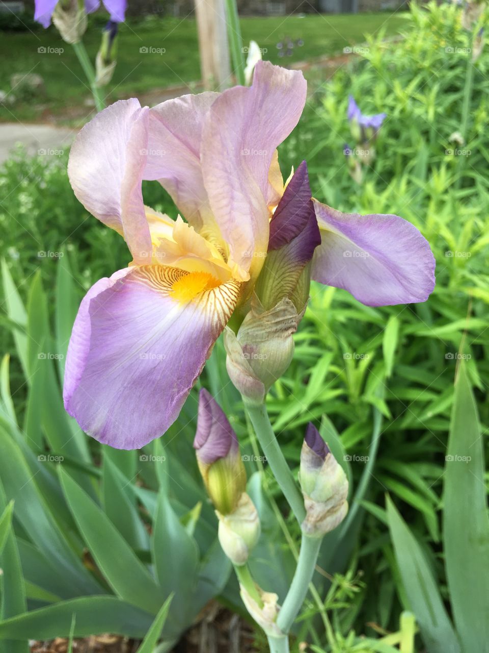 Iris above grass