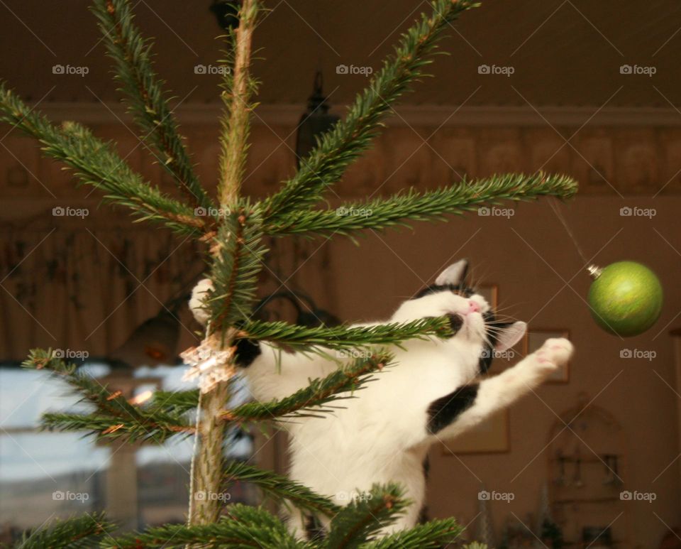 The cat in the Christman tree