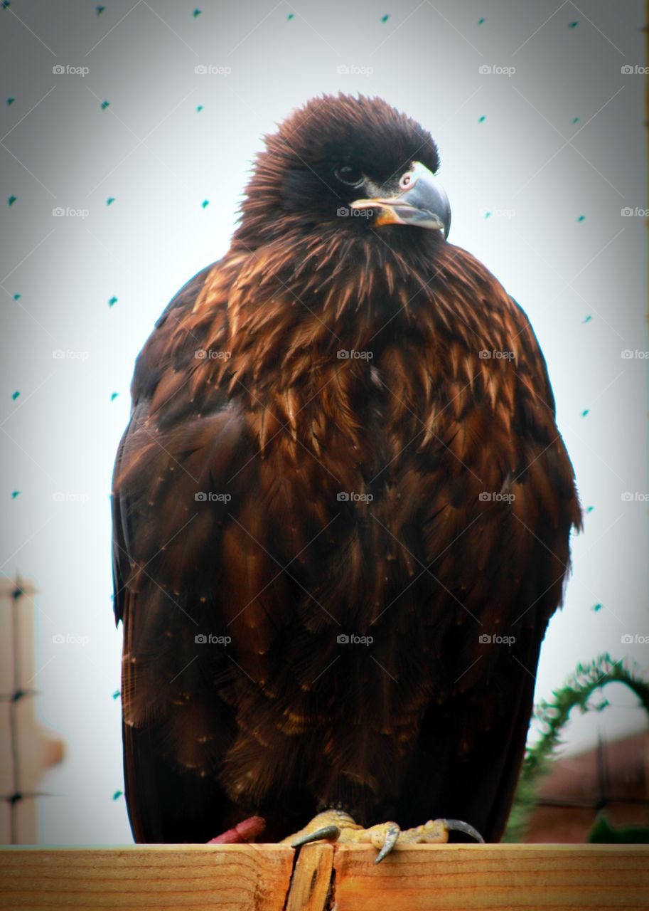 Young savanna eagle (I think so)