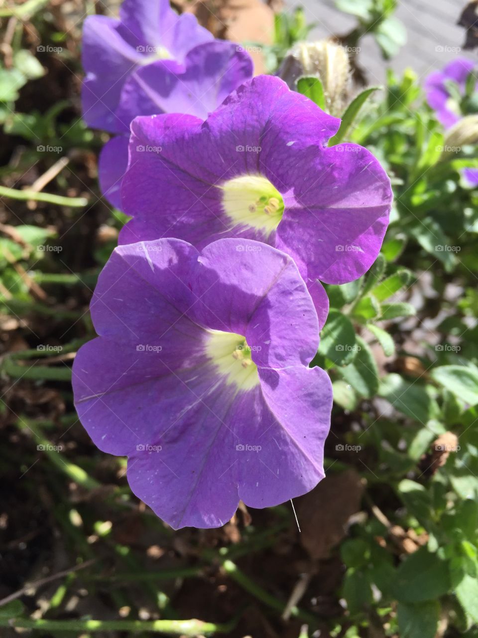 Flowers in the garden 