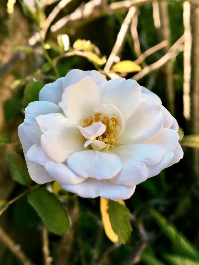 Mais rosas brancas