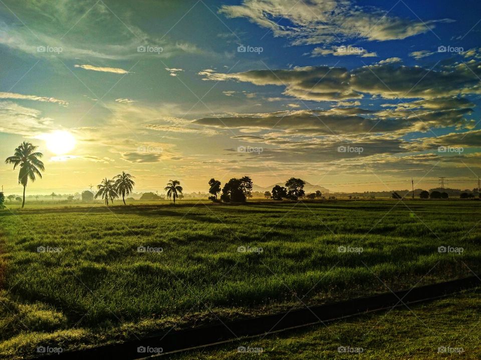 The sunrise in the rice field.