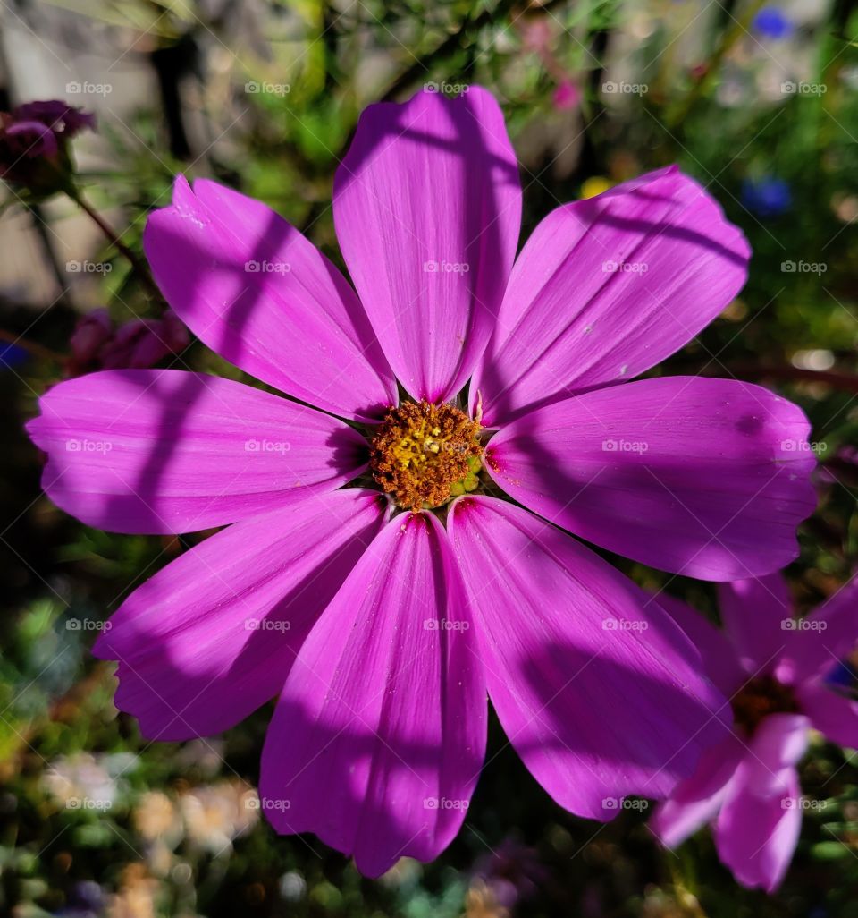 sunlight & Shadows (& flowers)