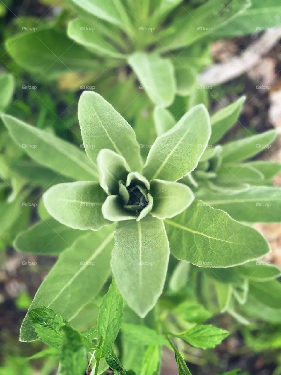 Milkweed