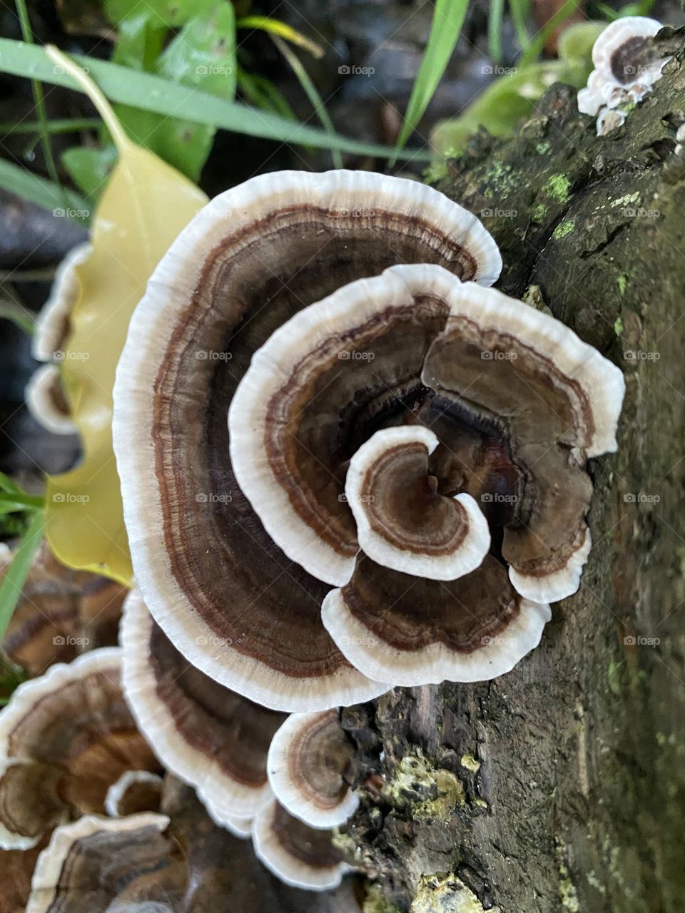 Rainbow bracket fungus (Trametes versicolor) growing on an old tree stump
