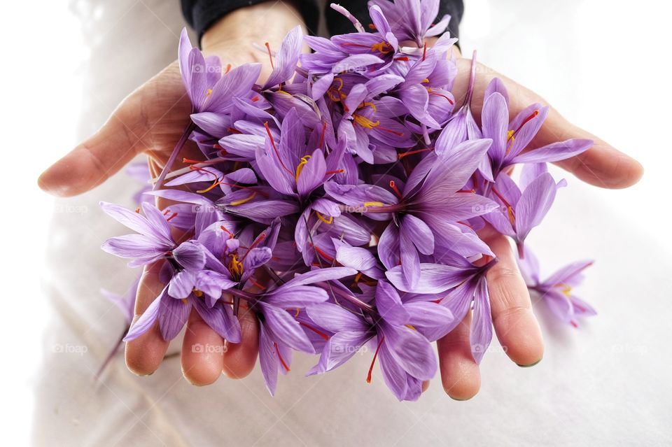 Saffron flowers in his hands