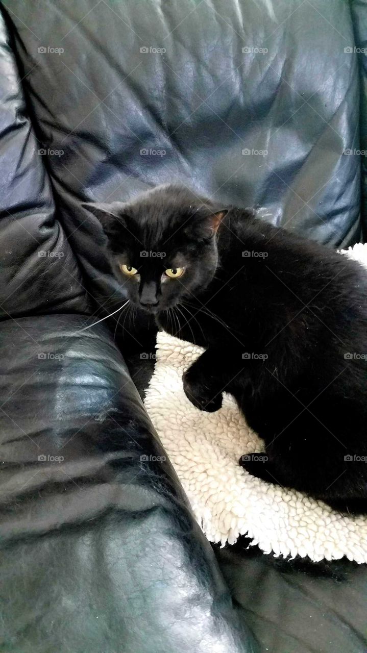 Black cat on a black leather couch