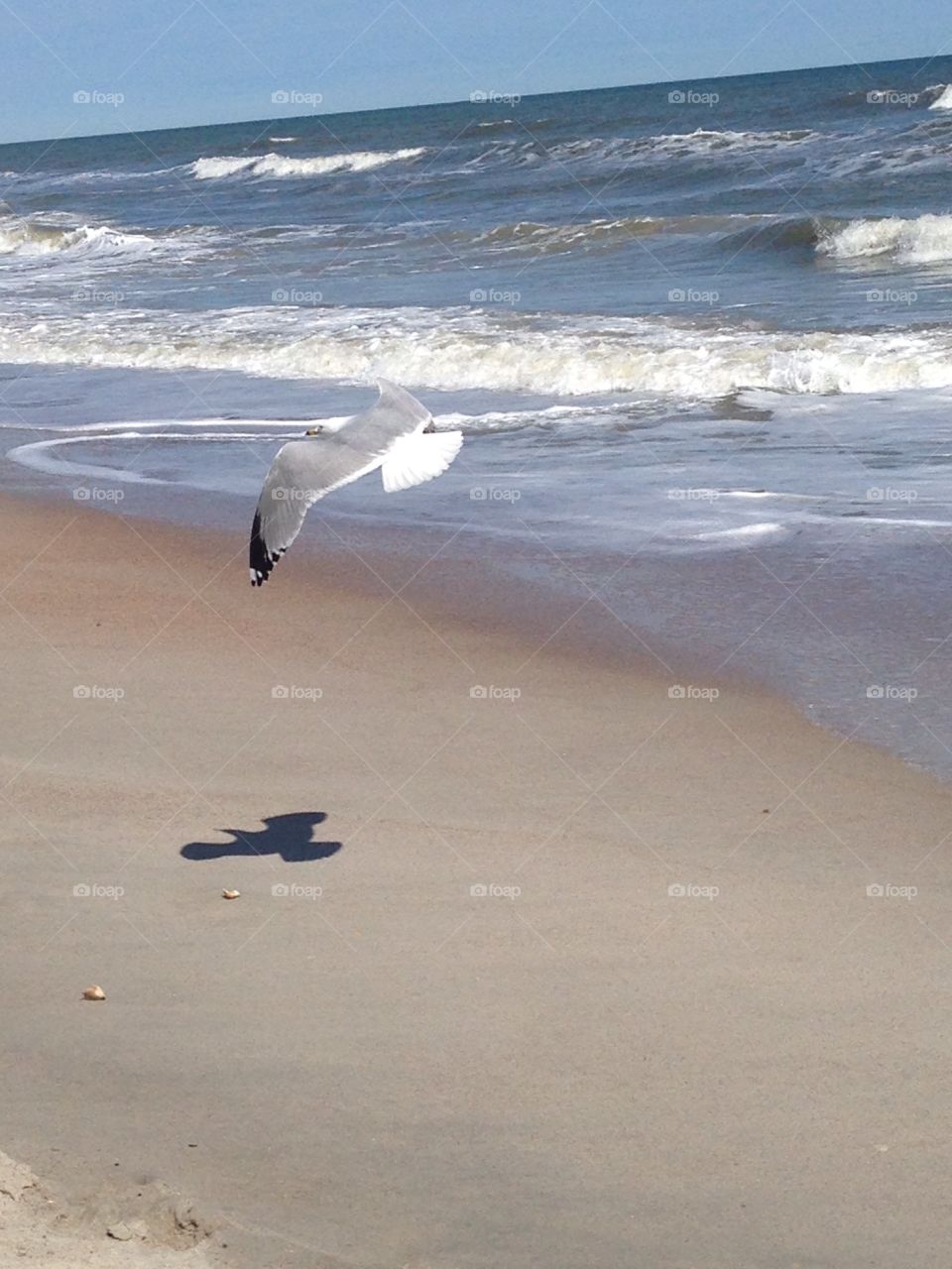 Seagull action 