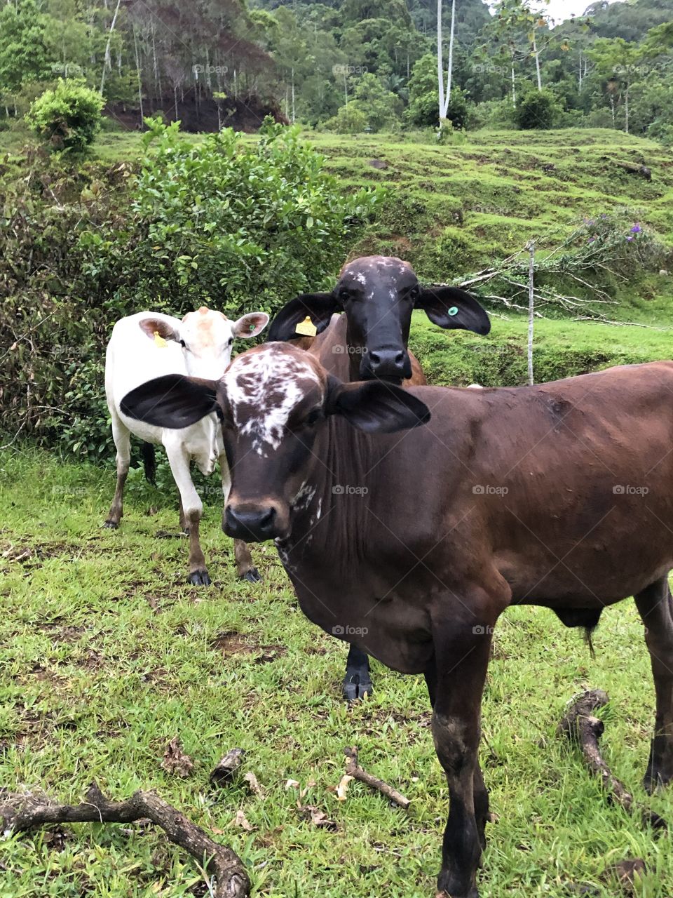 Bois e vacas olhando para a câmera