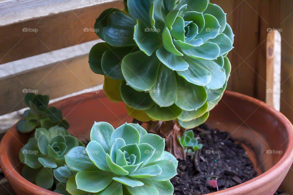 They say succulents symbolize enduring and timeless love. They are tenacious plants that store water in their thick leaves and stems. I just love the symbolism behind such a beautiful plant. 