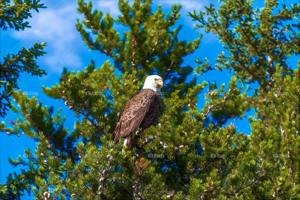 Eagle perched