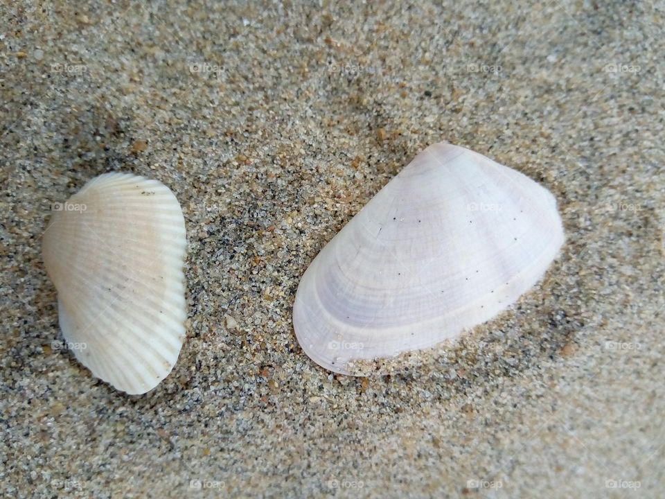 Shell on sand
