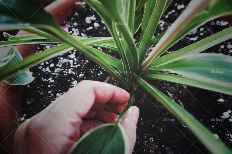 Hosta in Clay Planter