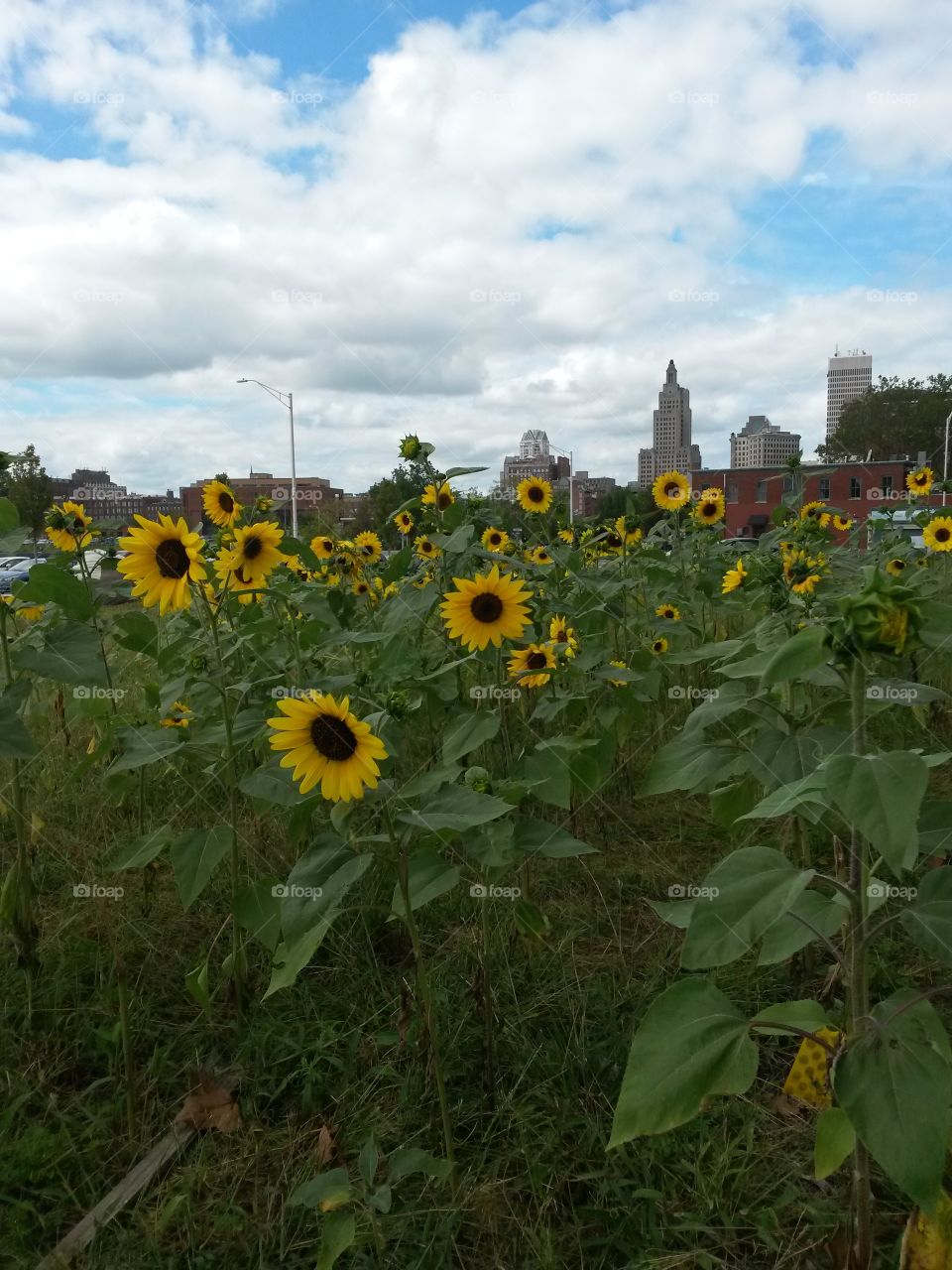 city sunflowers
